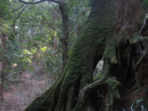 大雄山